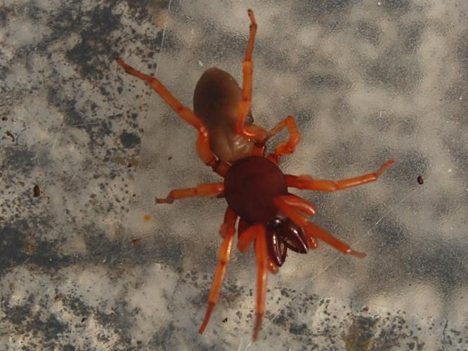 Dysdera crocata © VANSTEENE Nicolas