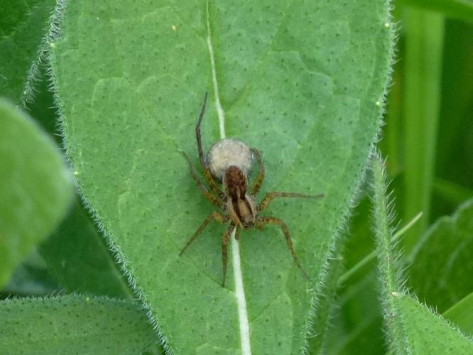 Pardosa amentata © MAILLIER Sébastien