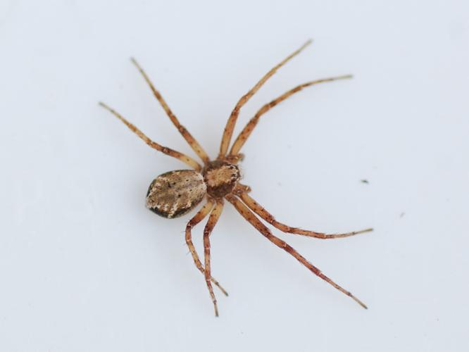 Philodromus aureolus © VANSTEENE Nicolas