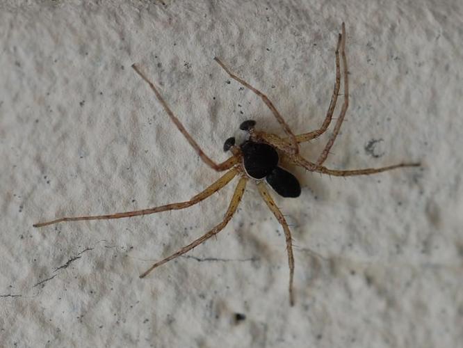 Philodromus dispar © VANSTEENE Nicolas