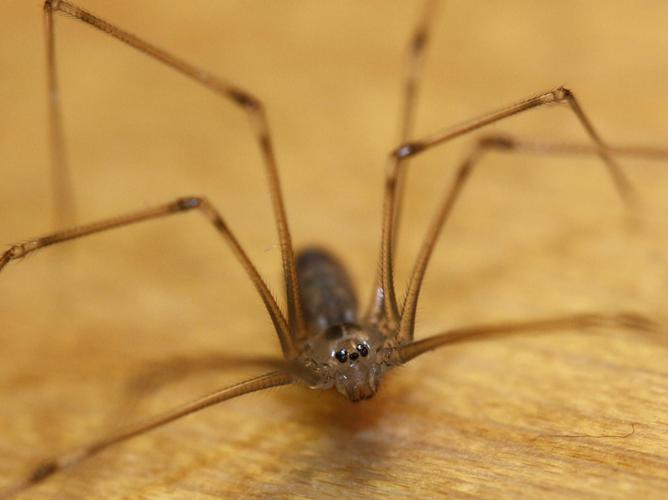 Pholcus phalangioides © LETHEVE Xavier