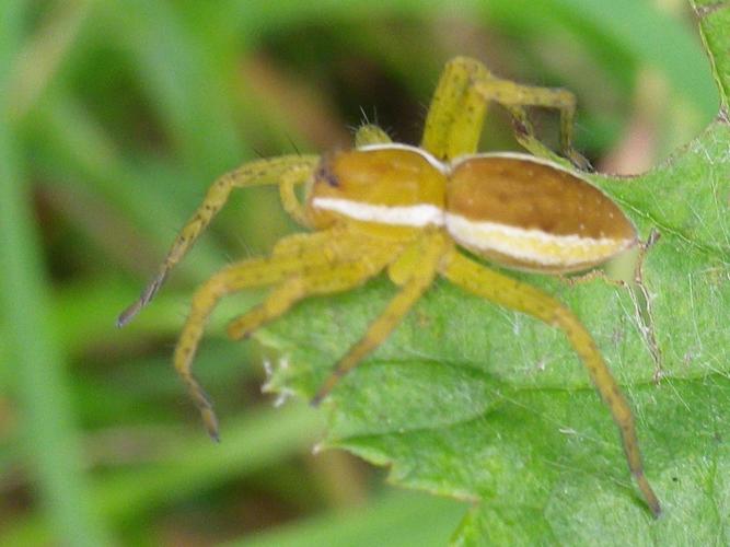 Dolomedes fimbriatus © HALLART Guénael