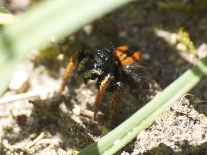 Philaeus chrysops © BRONI Adrien