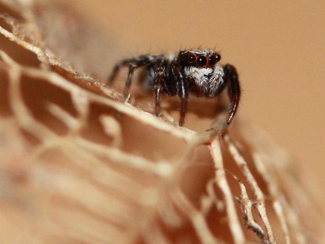 Pseudeuophrys lanigera © LETHEVE Xavier