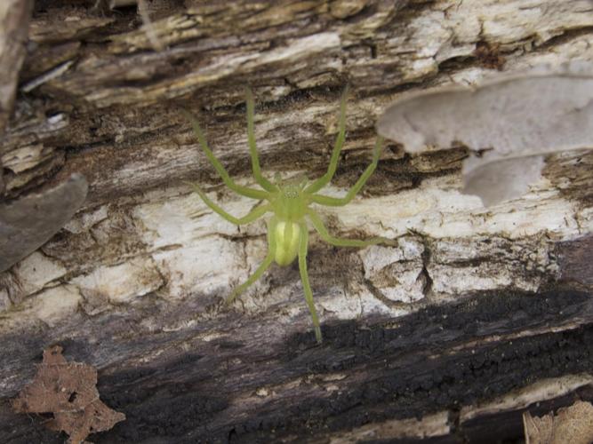 Micrommata virescens © BRONI Adrien