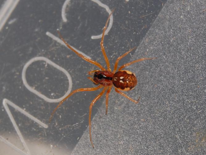 Pachygnatha listeri © VANSTEENE Nicolas