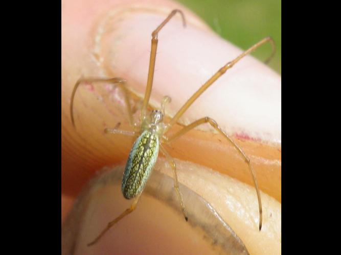 Tetragnatha montana © HALLART Guénael