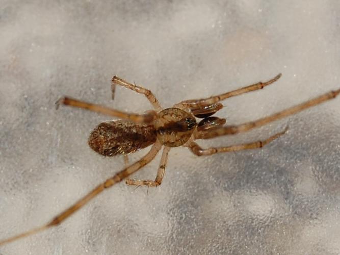 Episinus maculipes © VANSTEENE Nicolas