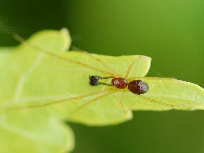 Neottiura bimaculata © VANSTEENE Nicolas