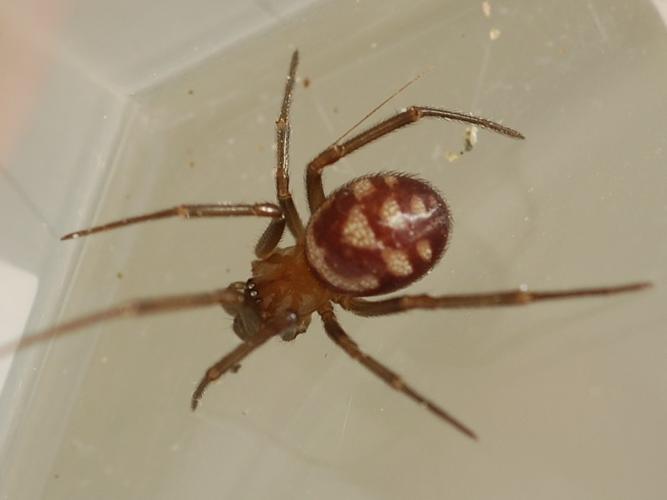 Steatoda grossa © VANSTEENE Nicolas