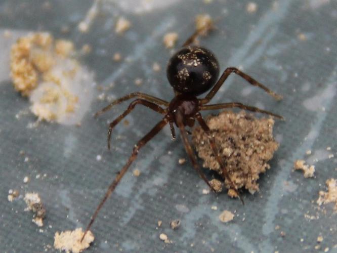 Steatoda triangulosa © COLINDRE Laurent