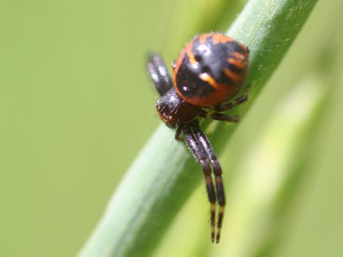 Synema globosum © DANTEN Benoit