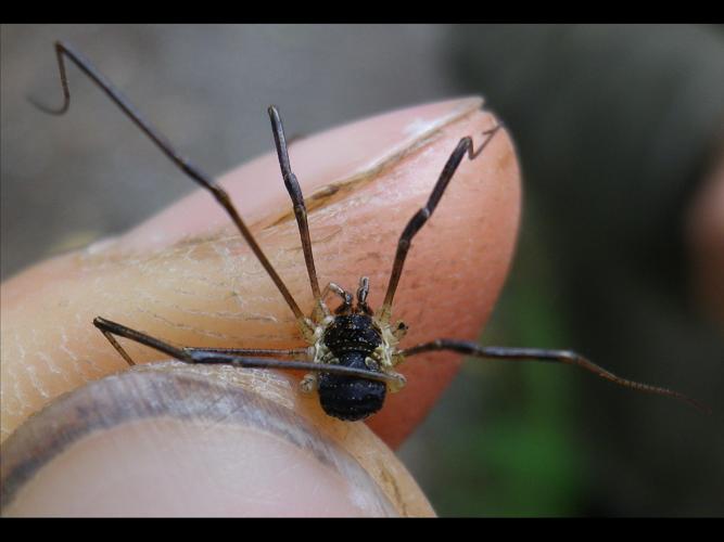 Mitopus morio © HALLART Guénael