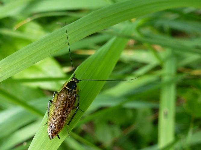 Ectobius sylvestris © MAILLIER Sébastien