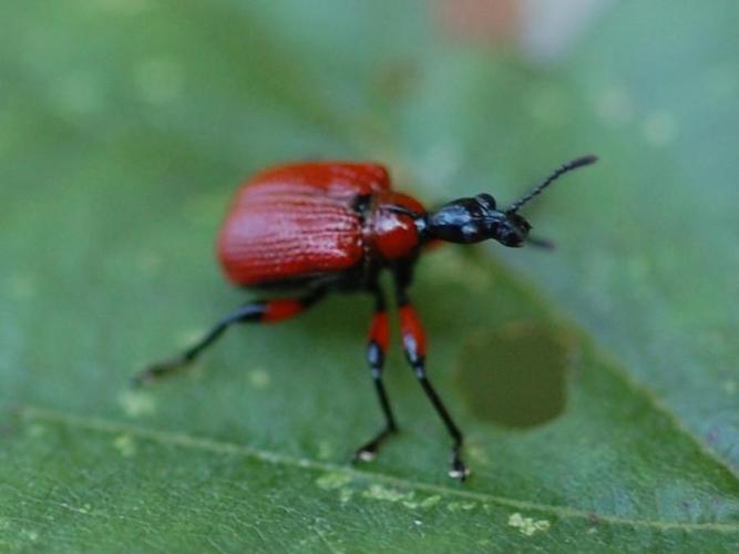 Apoderus coryli © VANSTEENE Nicolas