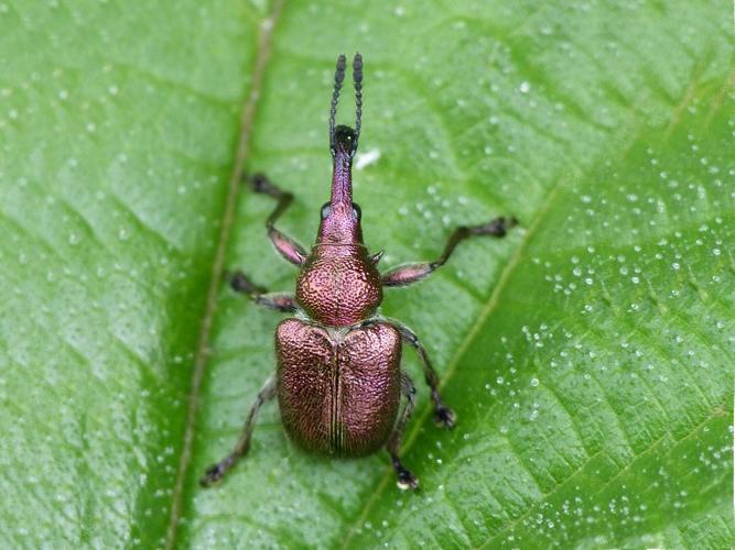 Rhynchites auratus © BARBIER Simon