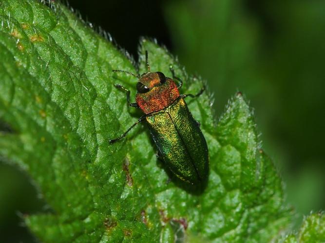 Anthaxia nitidula © GUILLEMOT Arlette