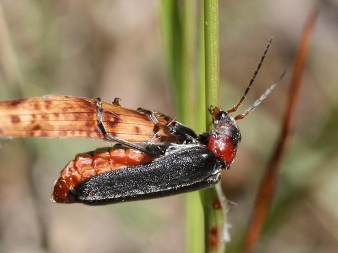 Cantharis fusca © LETHEVE Xavier