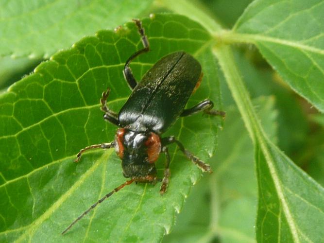 Cantharis obscura © MAILLIER Sébastien