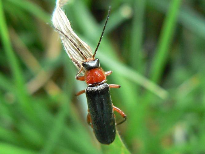 Cantharis pellucida © DEROZIER Carole