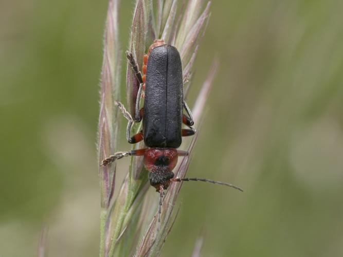 Cantharis rustica © TOP Damien