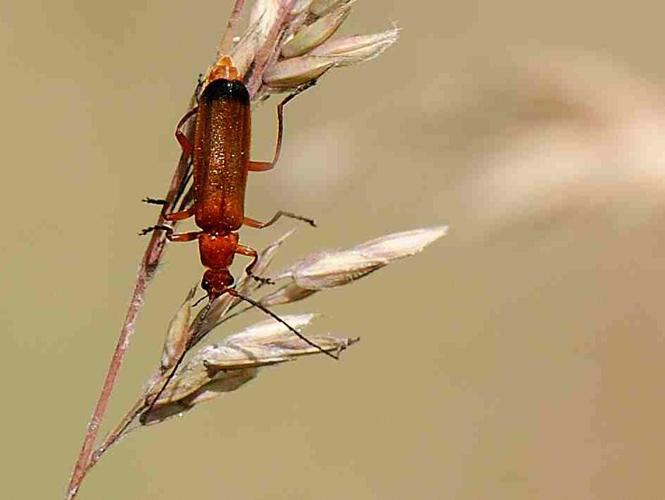 Rhagonycha fulva © MATHOT William