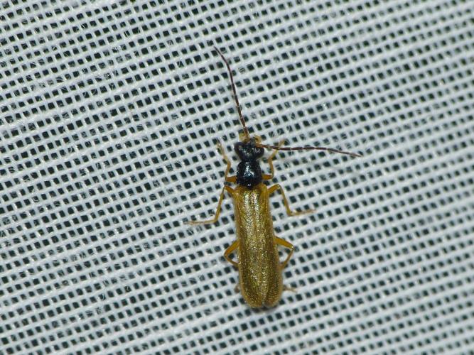 Rhagonycha lignosa © BARBIER Simon