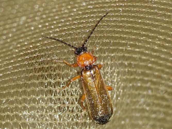 Rhagonycha lutea © BARBIER Simon