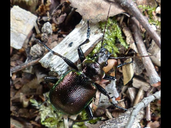 Calosoma inquisitor © DEROZIER Carole