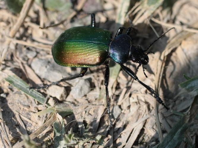 Calosoma sycophanta © TOP Damien