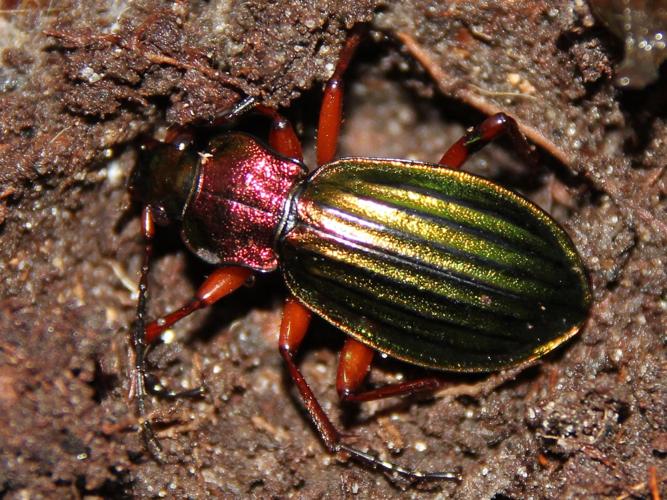 Carabus auronitens © COLINDRE Laurent