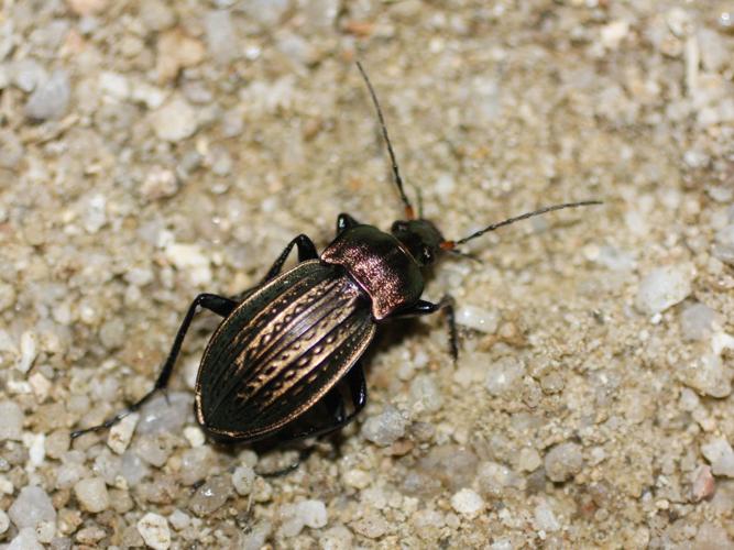 Carabus cancellatus © TOP Damien