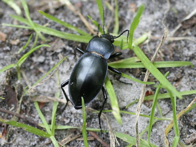 Carabus glabratus © TOP Damien