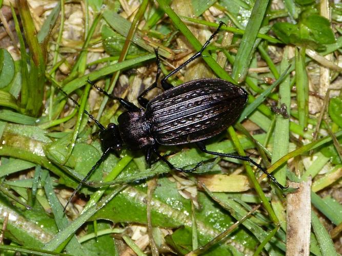 Carabus granulatus © BARBIER Simon