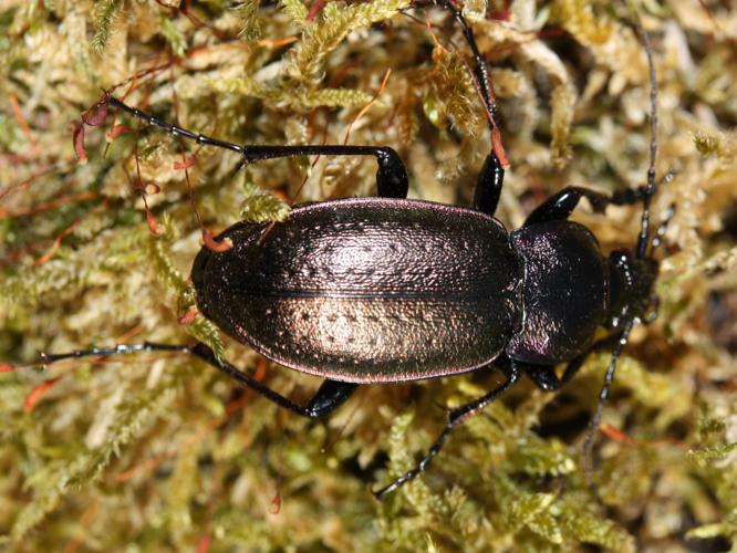 Carabus nemoralis © LETHEVE Xavier