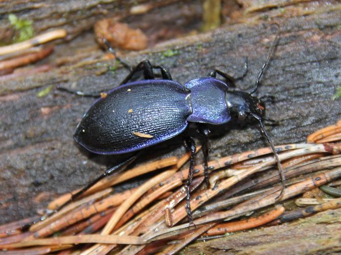 Carabus violaceus © COLINDRE Laurent