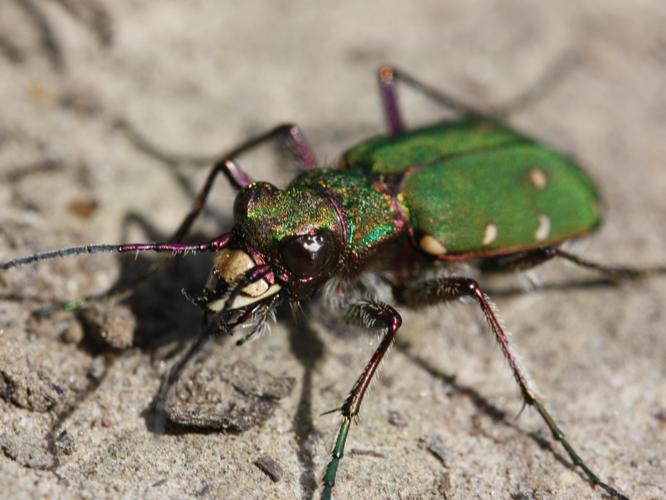 Cicindela campestris © LETHEVE Xavier