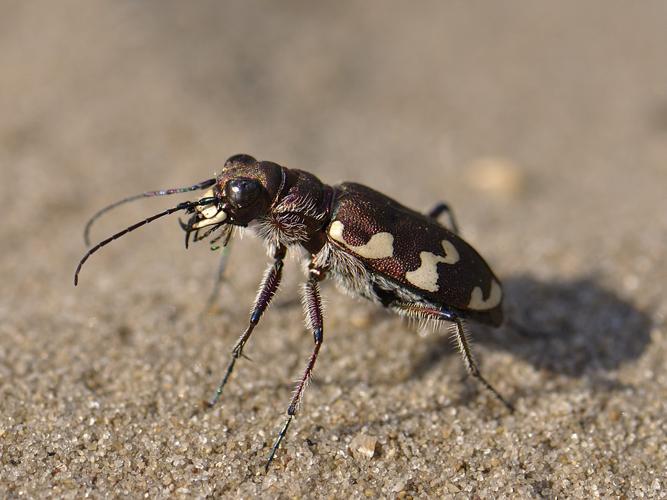 Cicindela hybrida © HERCENT Jean-Luc