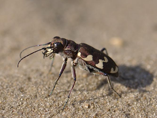 Cicindela hybrida © HERCENT Jean-Luc