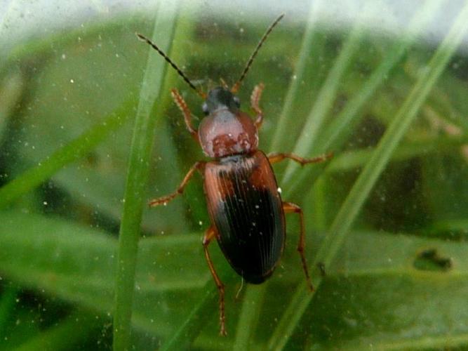 Stenolophus teutonus © MAILLIER Sébastien