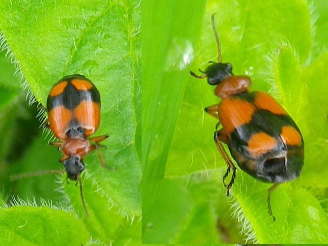 Lebia cruxminor © HALLART Guénael