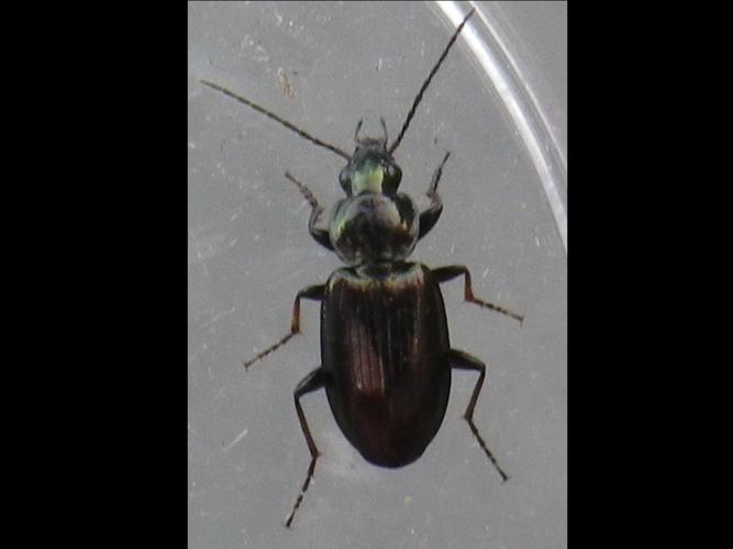 Agonum muelleri © HALLART Guénael