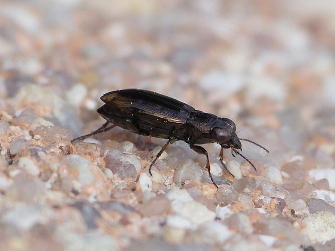 Notiophilus quadripunctatus © BARBIER Simon