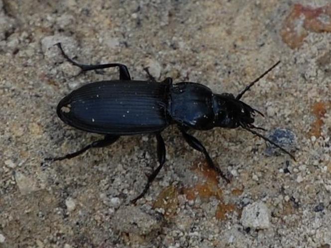 Pterostichus melanarius © VANSTEENE Nicolas