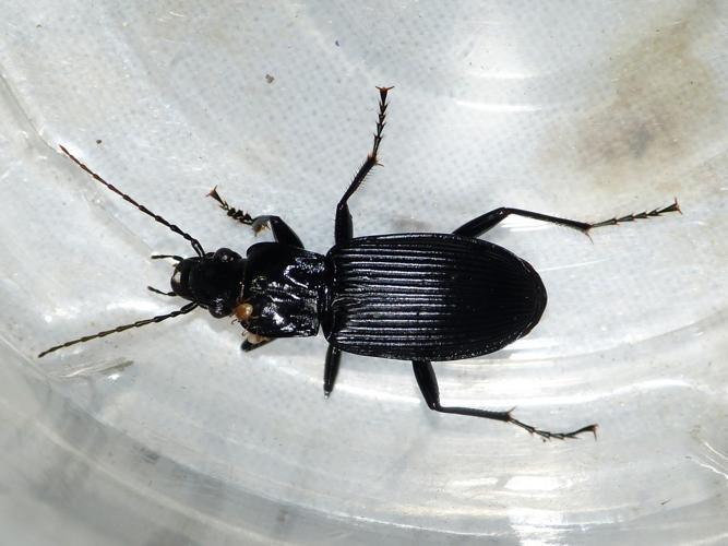 Pterostichus niger © BARBIER Simon