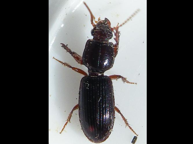 Clivina fossor © HALLART Guénael