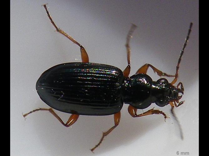 Ocydromus decorus © HALLART Guénael