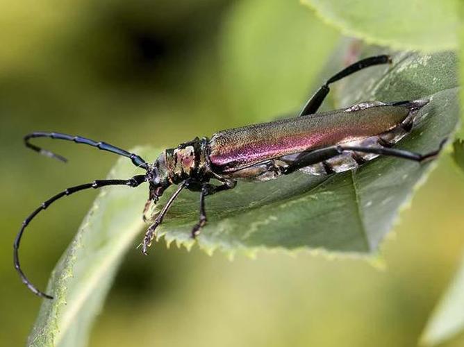 Aromia moschata © DUPONT Jean-Michel