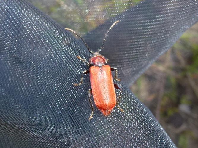 Pyrrhidium sanguineum © MAILLIER Sébastien