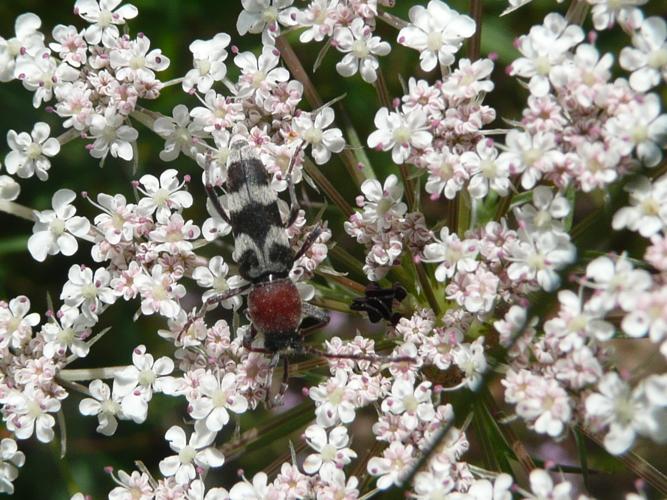 Chlorophorus trifasciatus © MAILLIER Sébastien